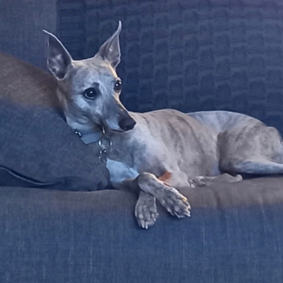 pippajolly